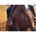 Morgan Medallion Horse Show in Las Vegas