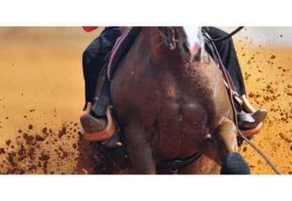 Morgan Medallion Horse Show in Las Vegas